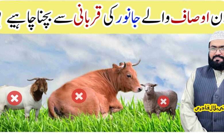 ان اوصاف والے جانوروں کی قربانی سے بچنا چاہیئے