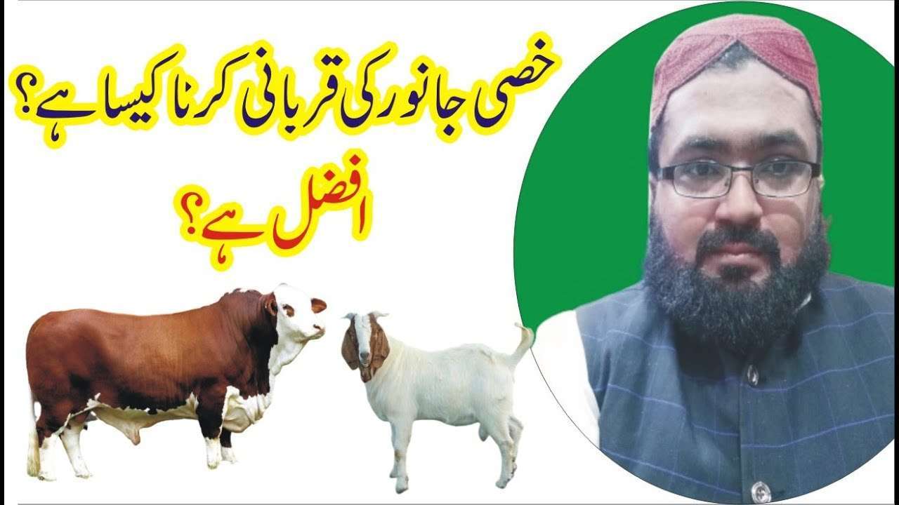 خصی جانور کی قربانی